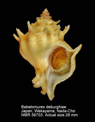 Babelomurex deburghiae.jpg - Babelomurex deburghiae(Reeve,1857)